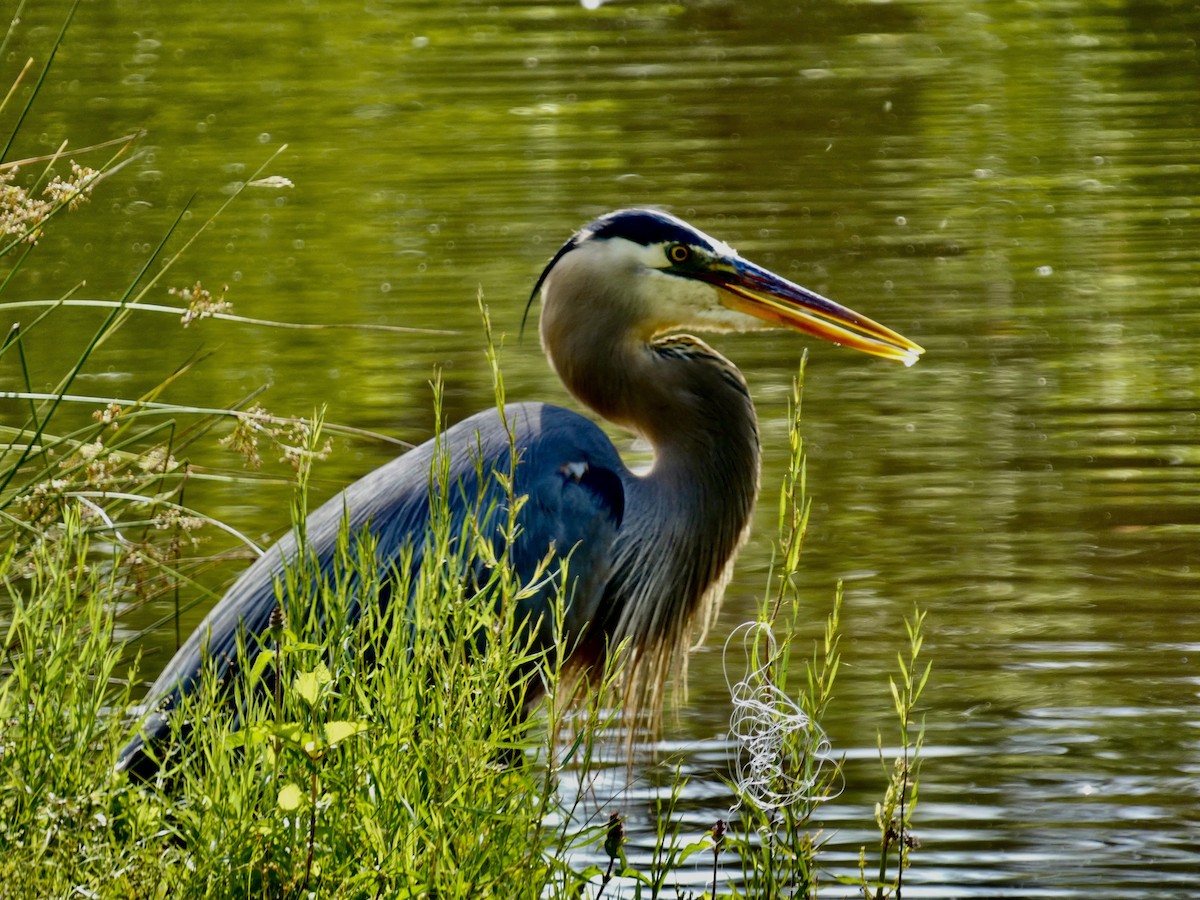 Great Blue Heron - ML620636568