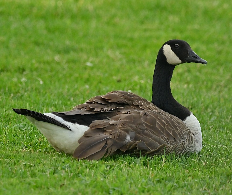 Canada Goose - ML620636572