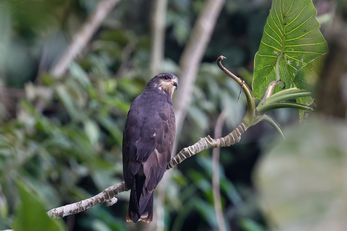 Snail Kite - ML620636573