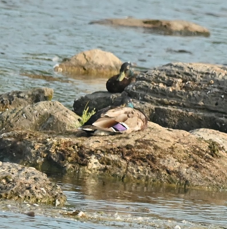 Canard colvert - ML620636575