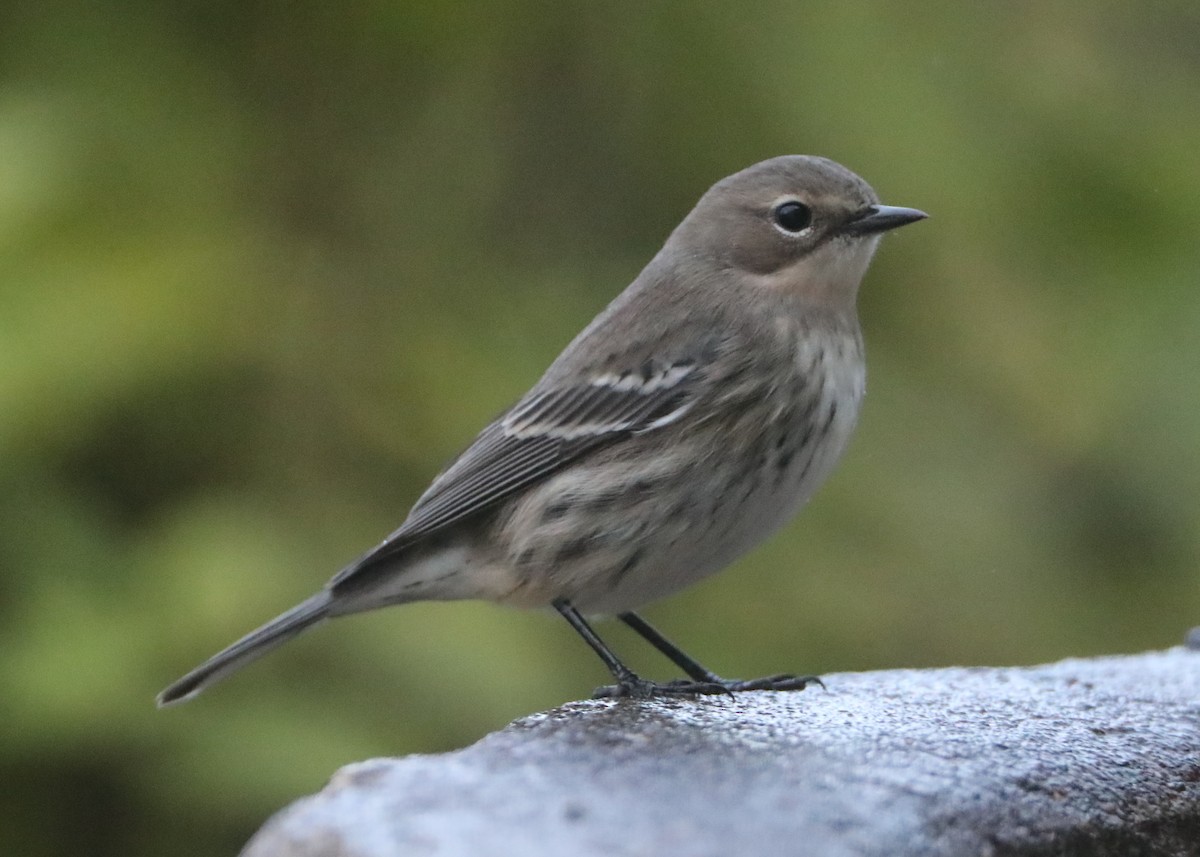 Yellow-rumped Warbler - ML620636577