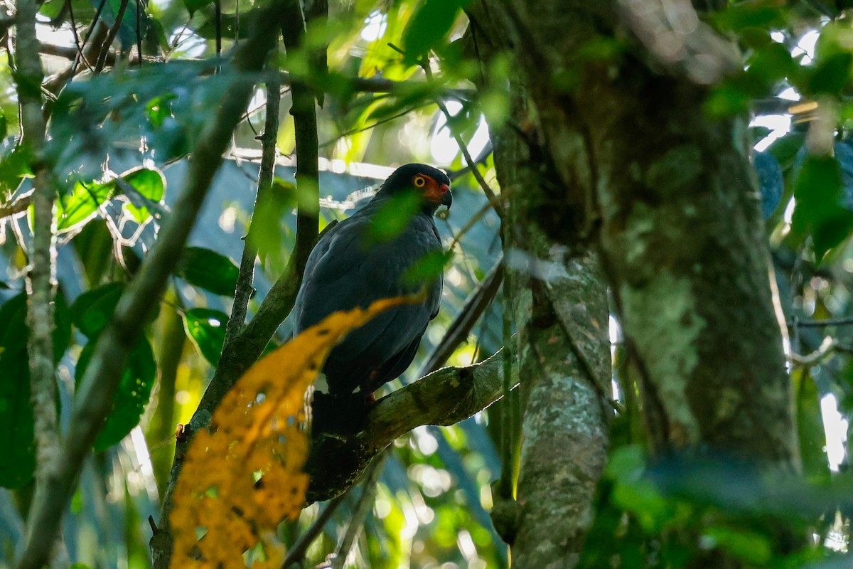 Slate-colored Hawk - ML620636578