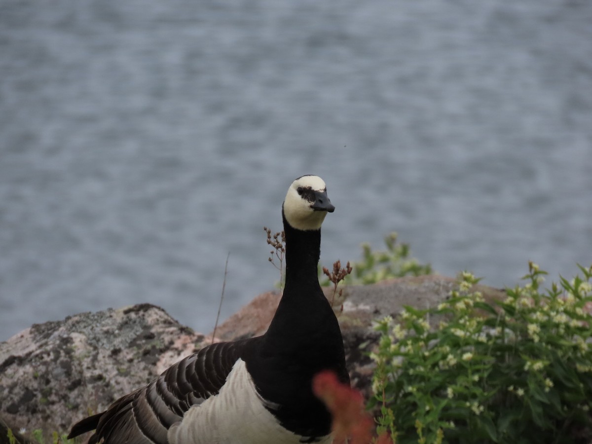 Barnacle Goose - ML620636580