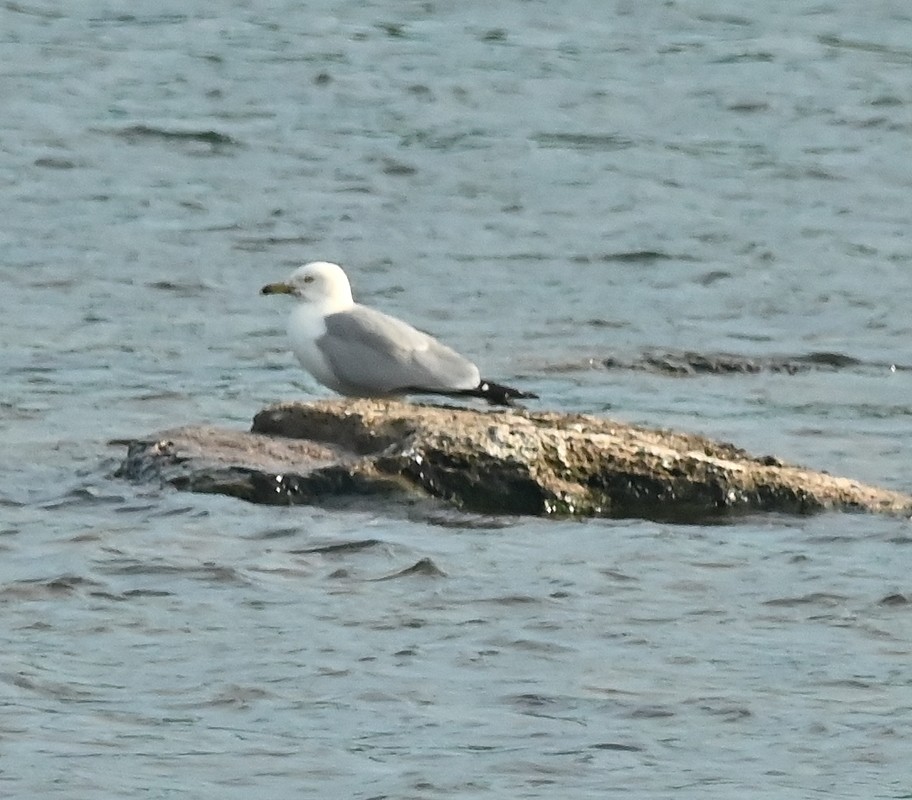 Ring-billed Gull - ML620636582