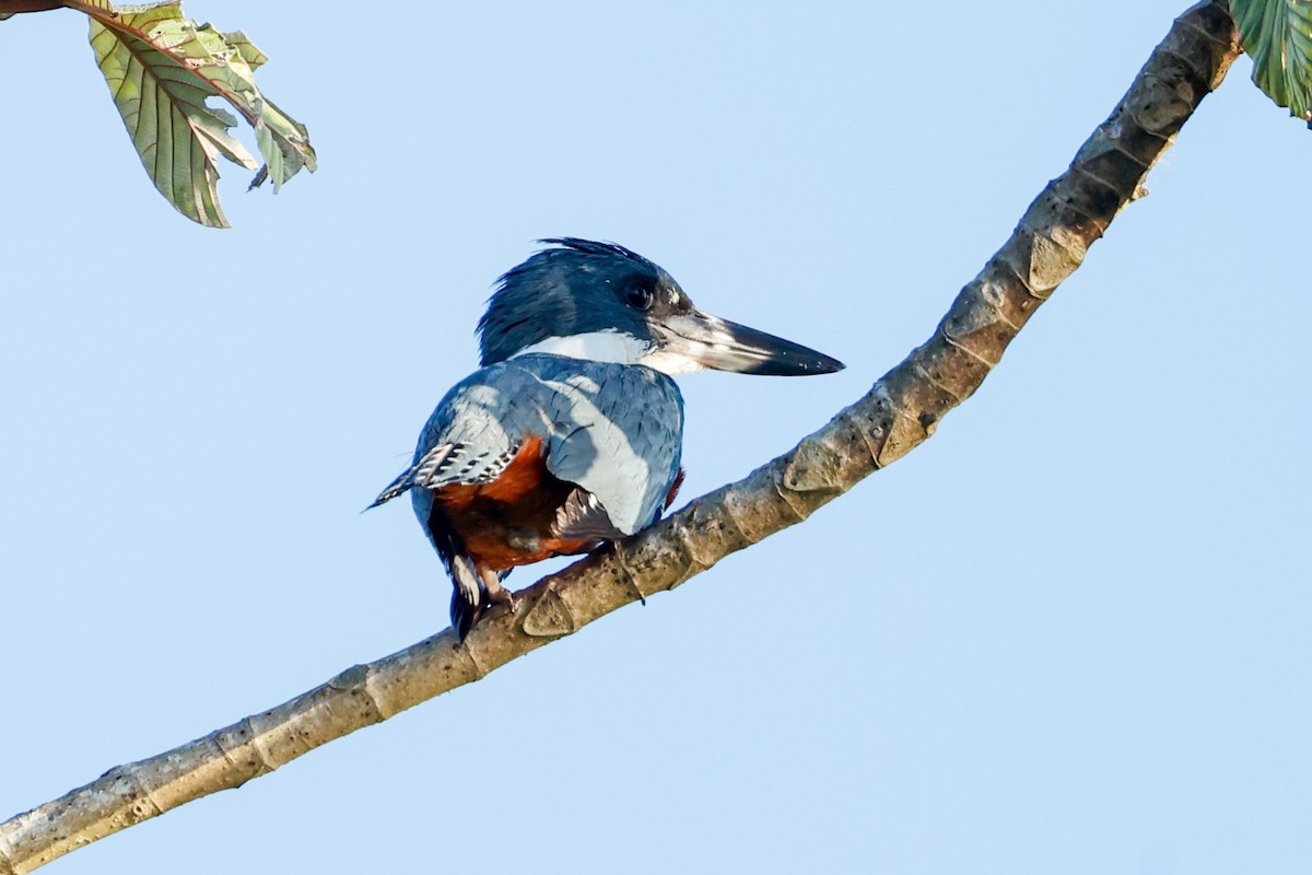 Martin-pêcheur à ventre roux (torquata/stictipennis) - ML620636584