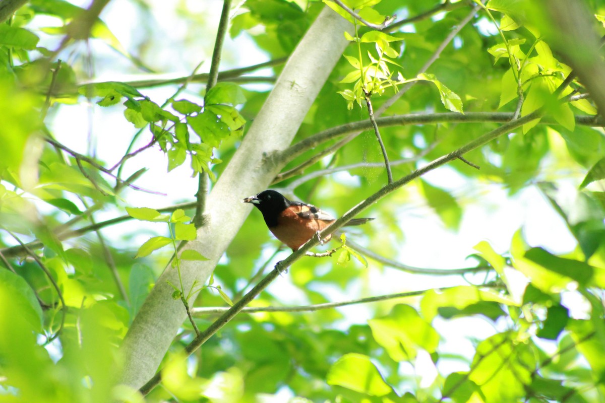 Orchard Oriole - ML620636585