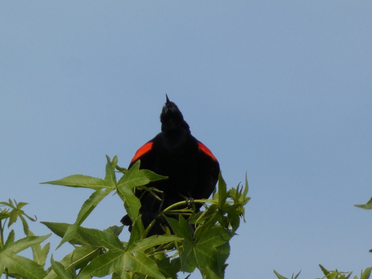 Red-winged Blackbird - ML620636586