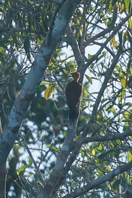 Ringed Woodpecker (Amazonian Black-breasted) - Tom Feild