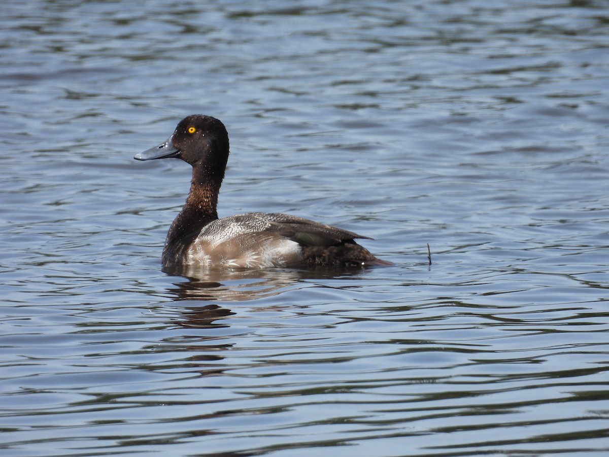 Lesser Scaup - ML620636595