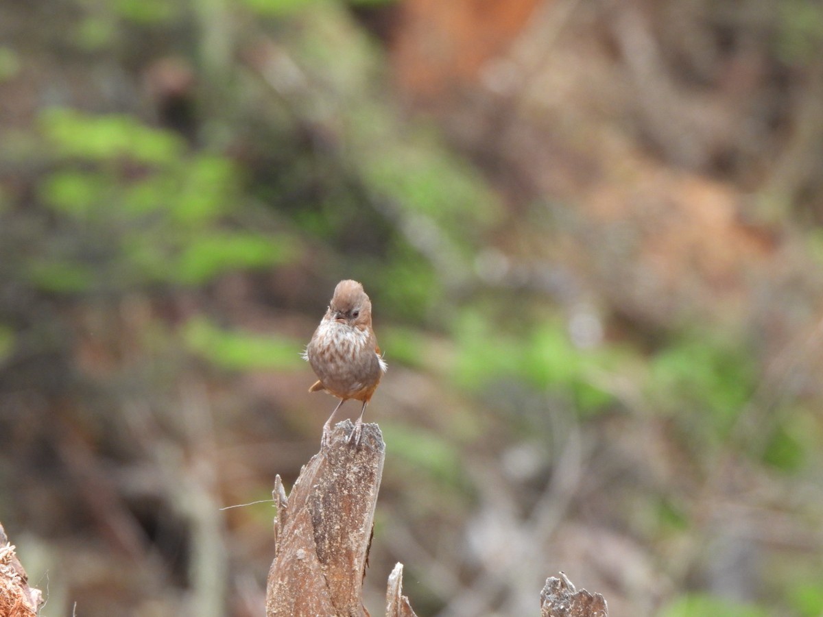 Brown-throated Fulvetta - ML620636596