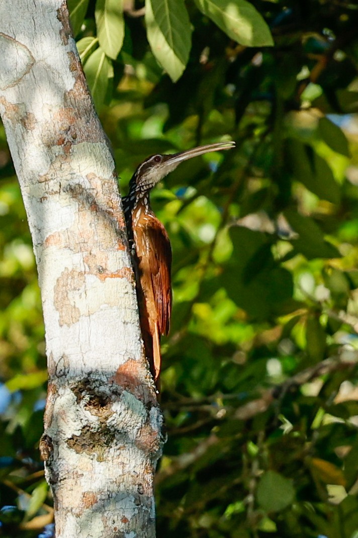 Long-billed Woodcreeper - ML620636600