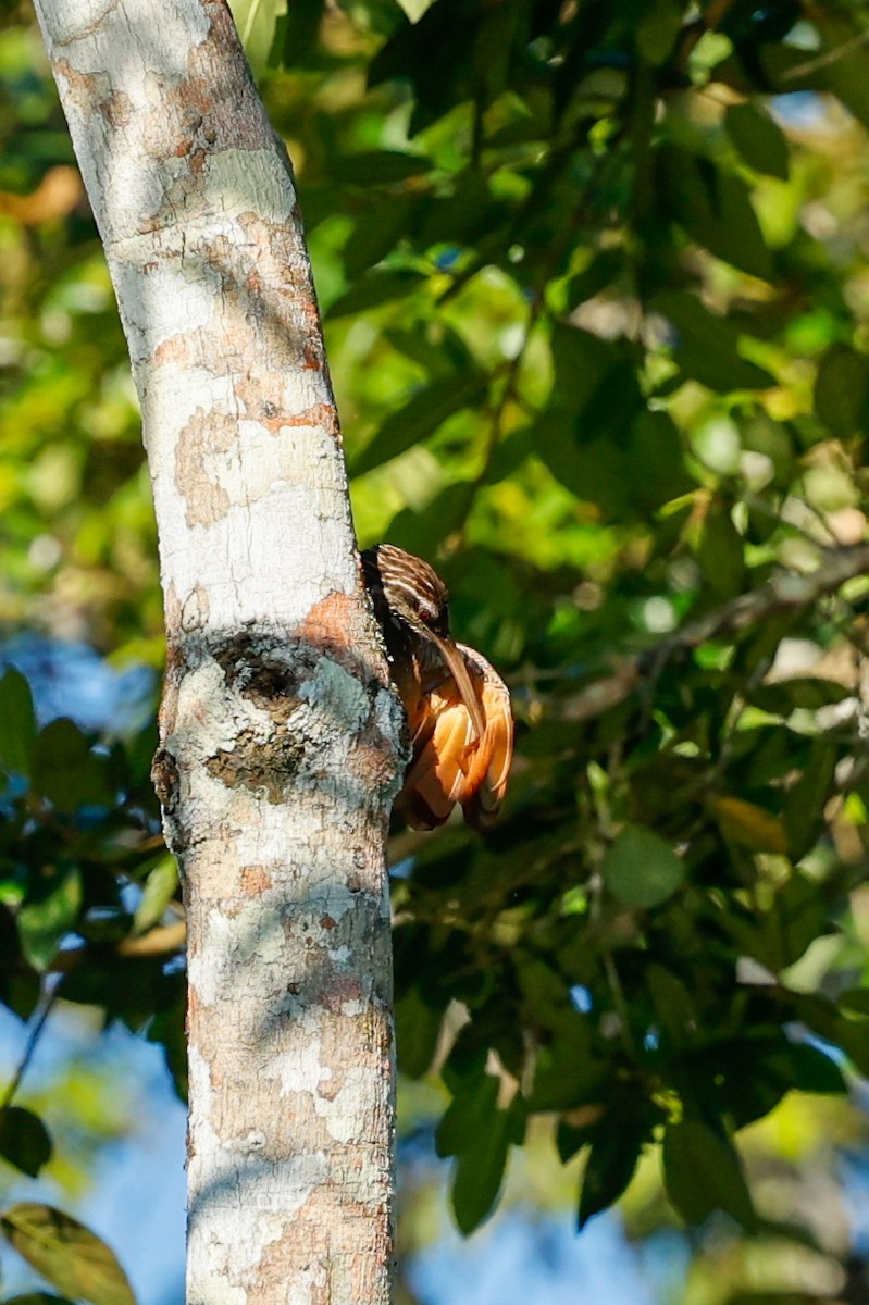 Long-billed Woodcreeper - ML620636601