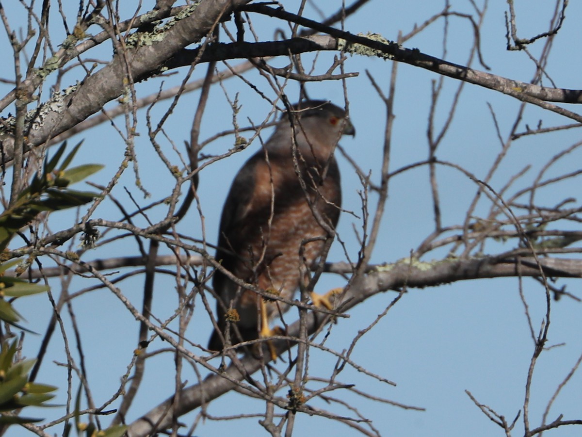 Cooper's Hawk - Linda Dalton