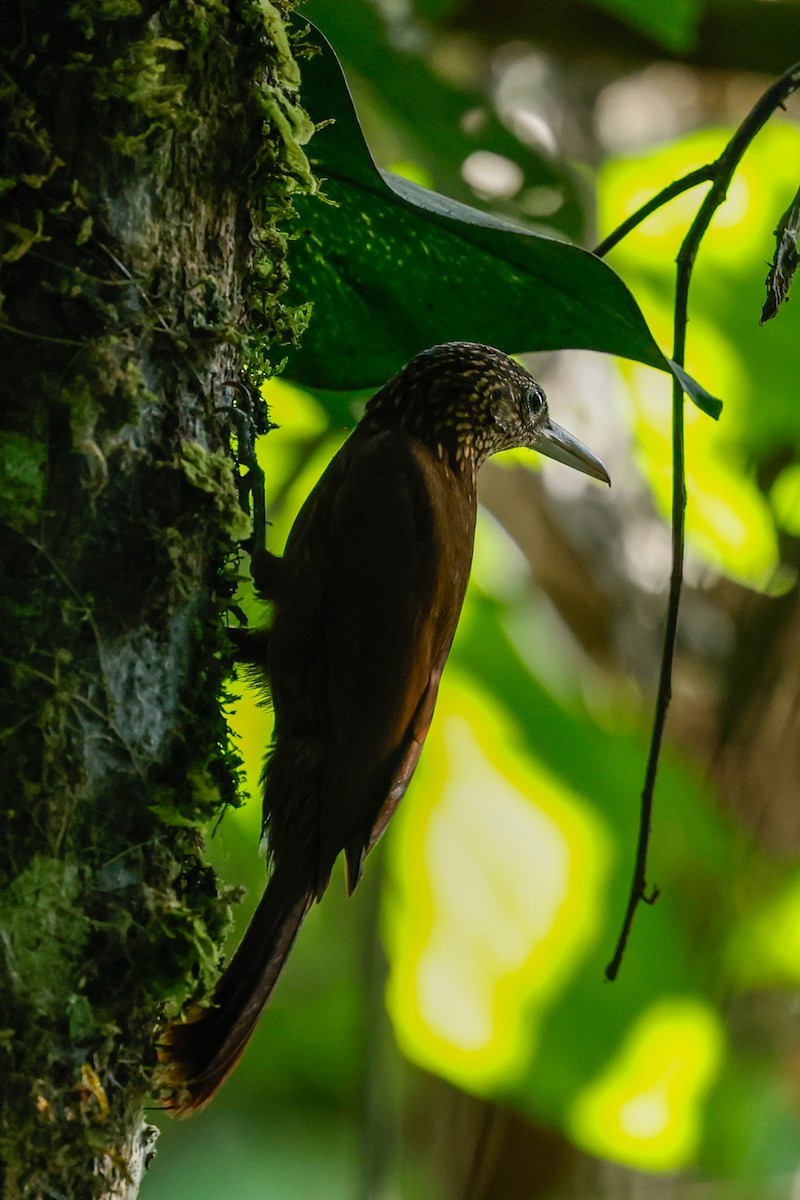 Buff-throated Woodcreeper (Lafresnaye's) - ML620636608