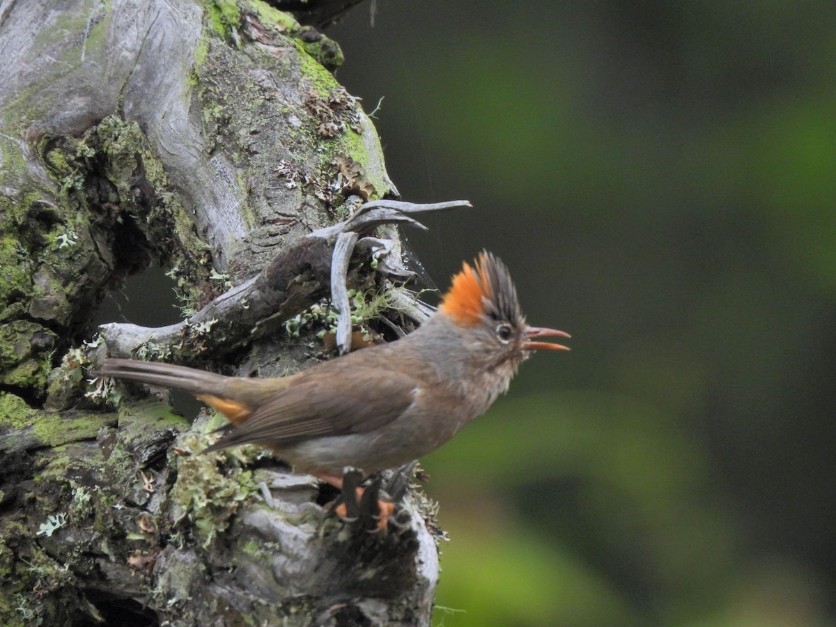 Rufous-vented Yuhina - ML620636610