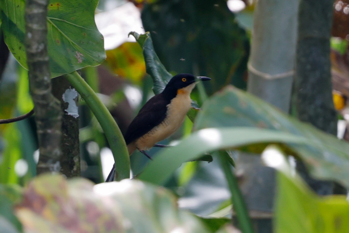 Black-capped Donacobius - Tom Feild