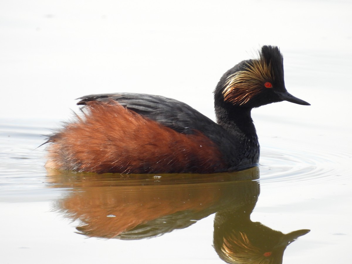 Eared Grebe - ML620636617