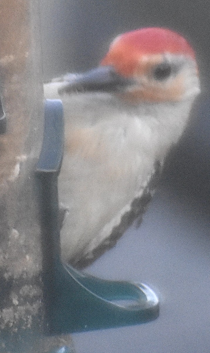 Red-bellied Woodpecker - ML620636620