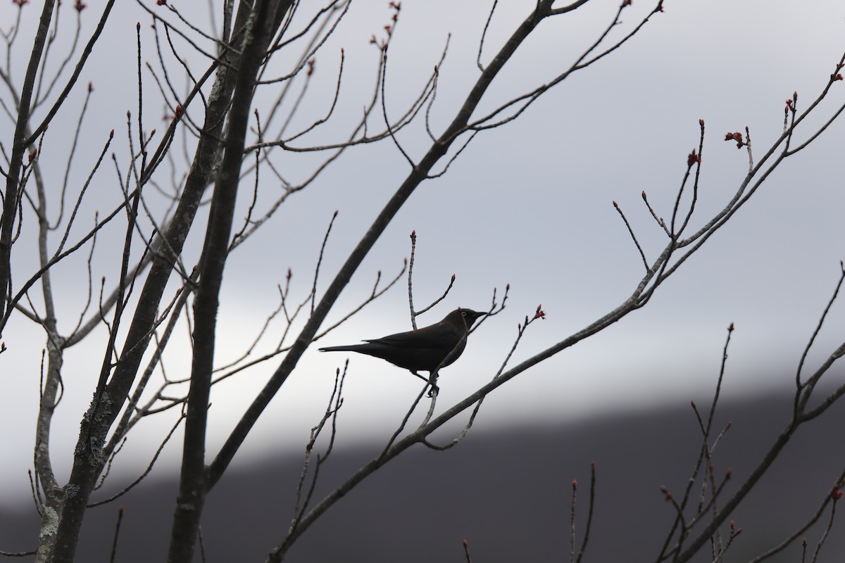 Rusty Blackbird - ML620636622