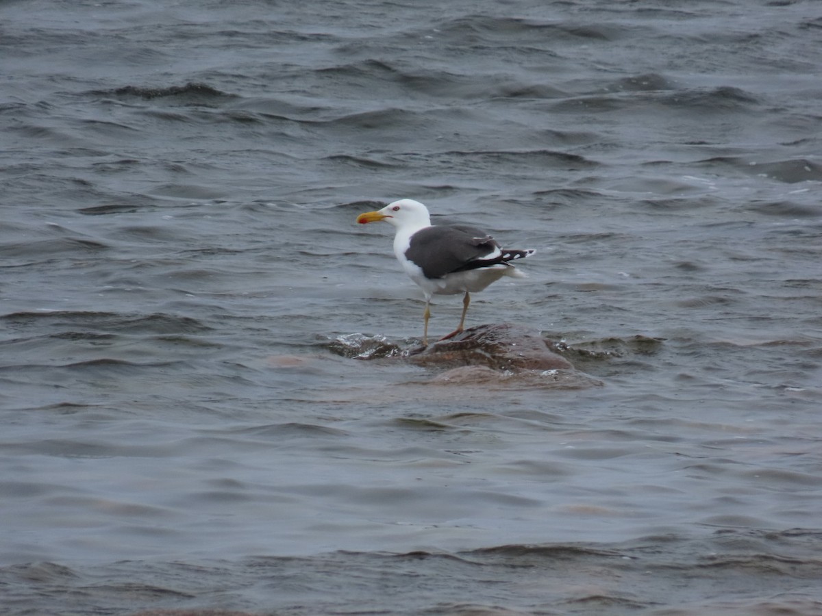 Lesser Black-backed Gull - ML620636624