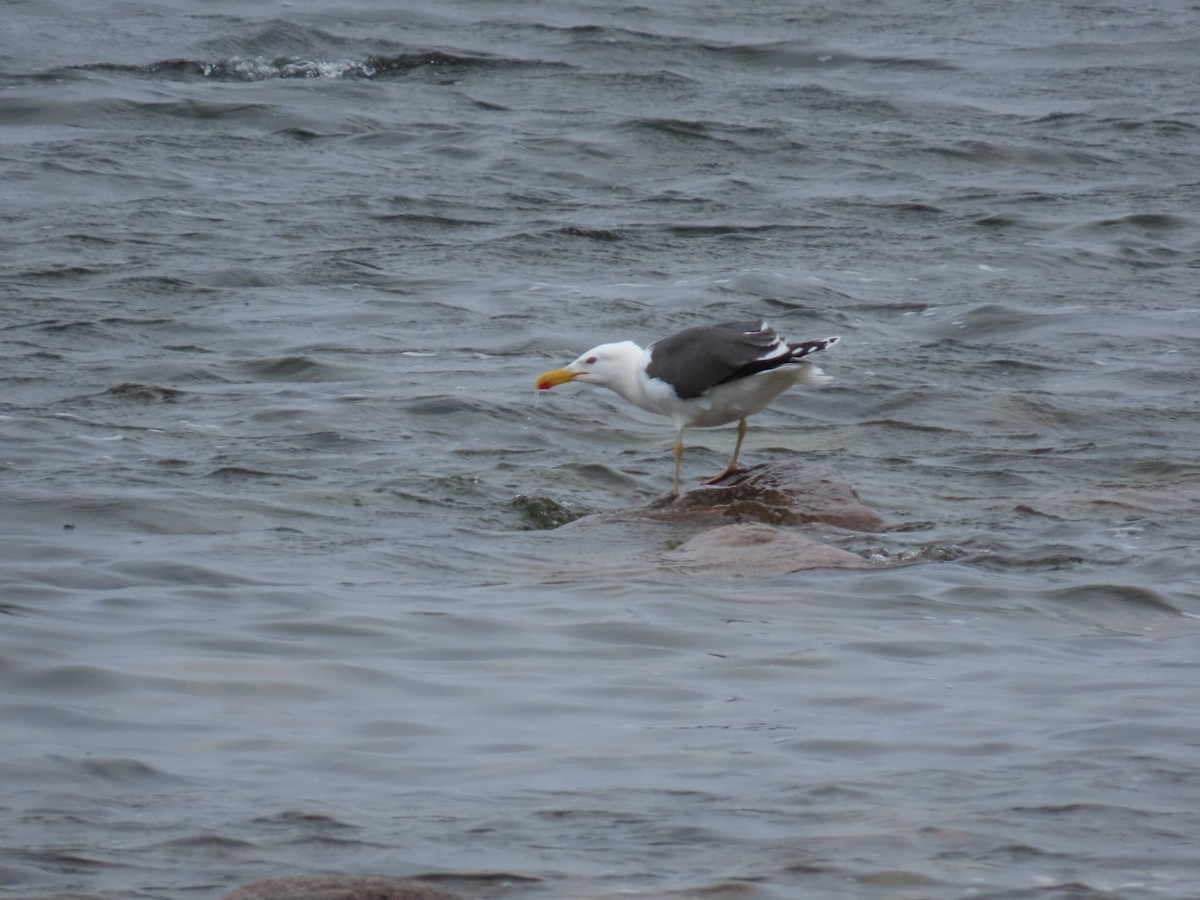 Lesser Black-backed Gull - ML620636625