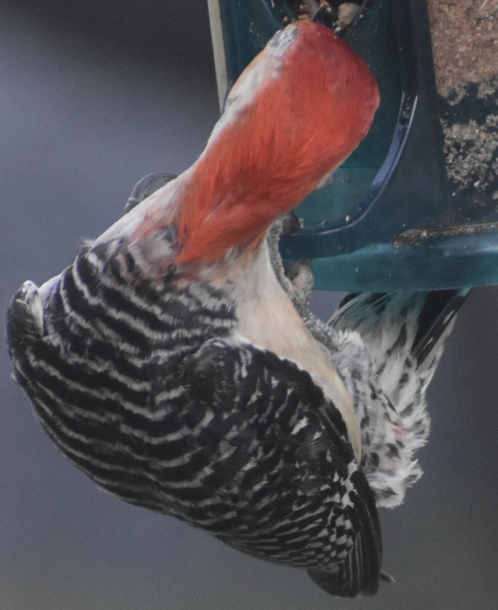 Red-bellied Woodpecker - ML620636628