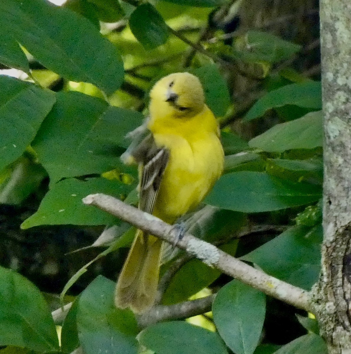 Orchard Oriole - ML620636631