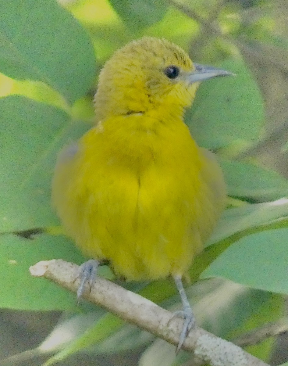 Orchard Oriole - ML620636632