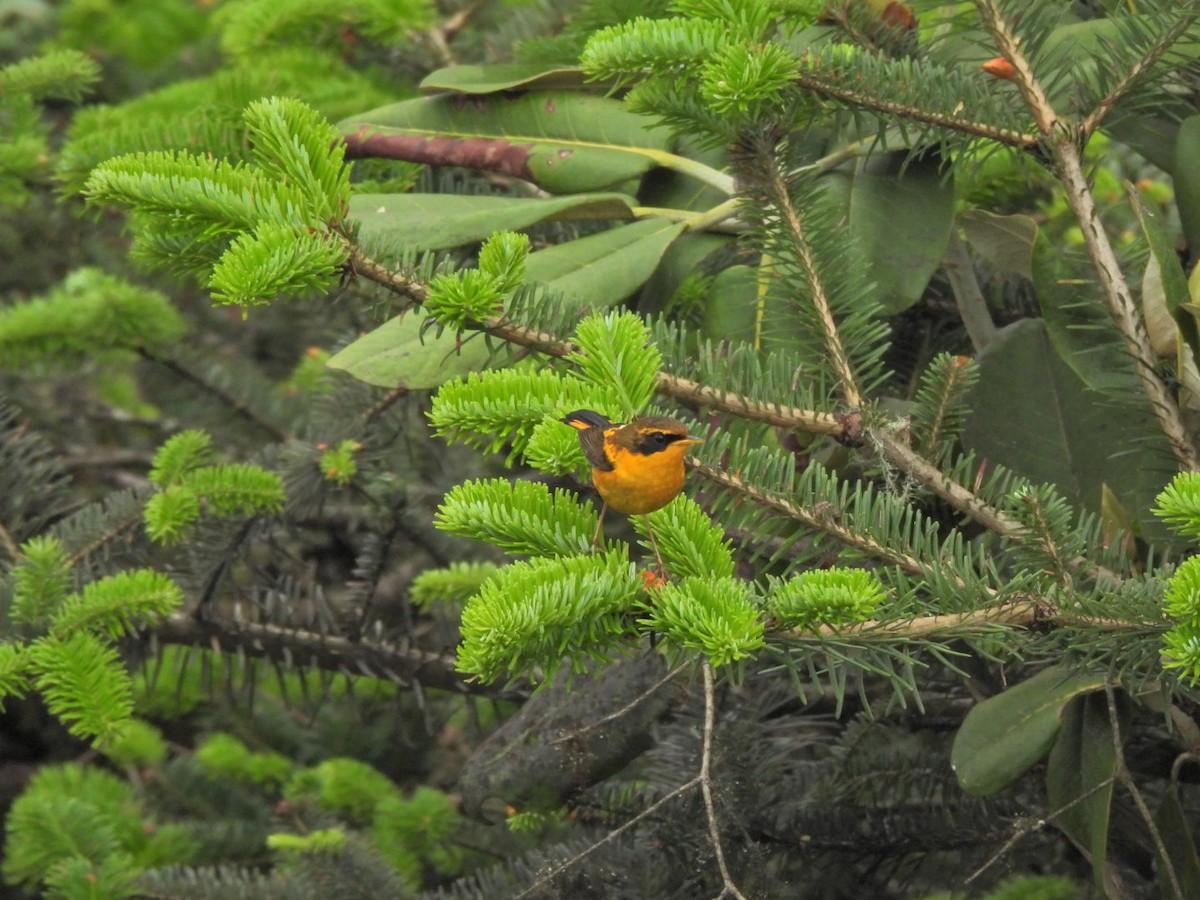 Golden Bush-Robin - ML620636634