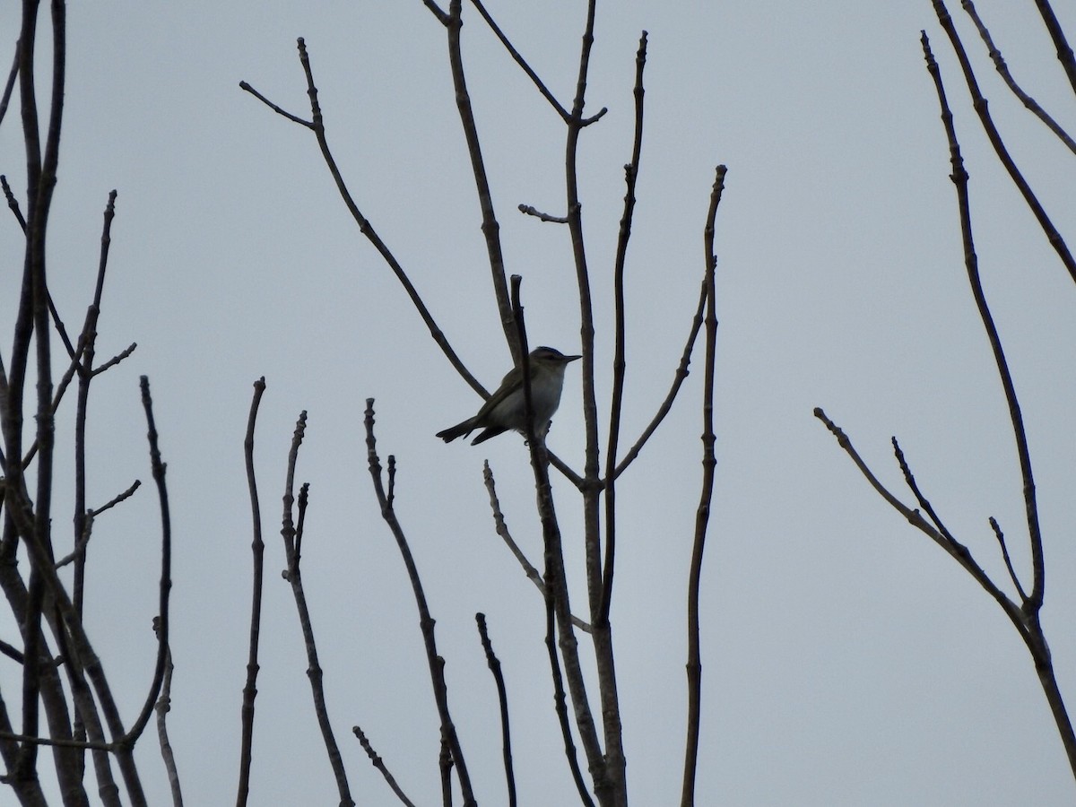 Kızıl Gözlü Vireo - ML620636636