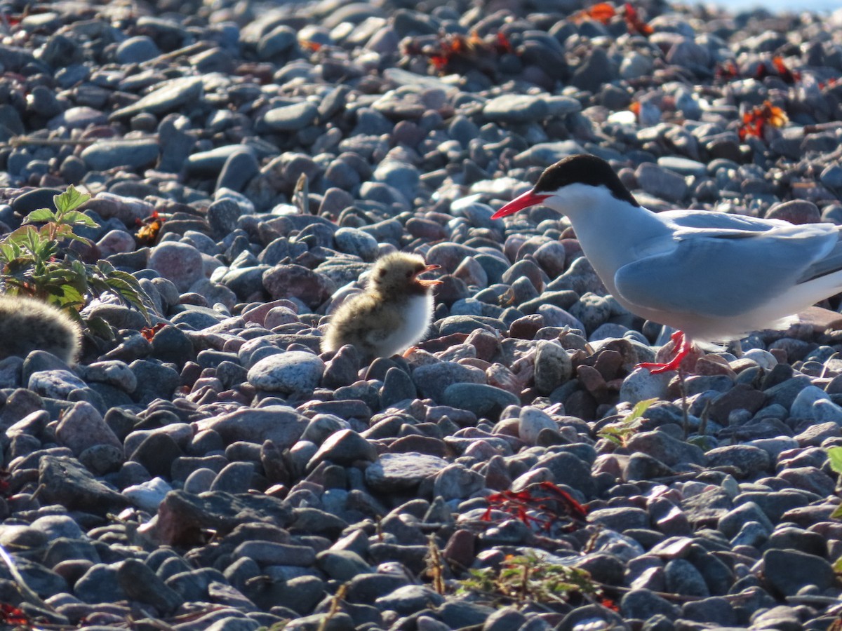 Arctic Tern - ML620636637