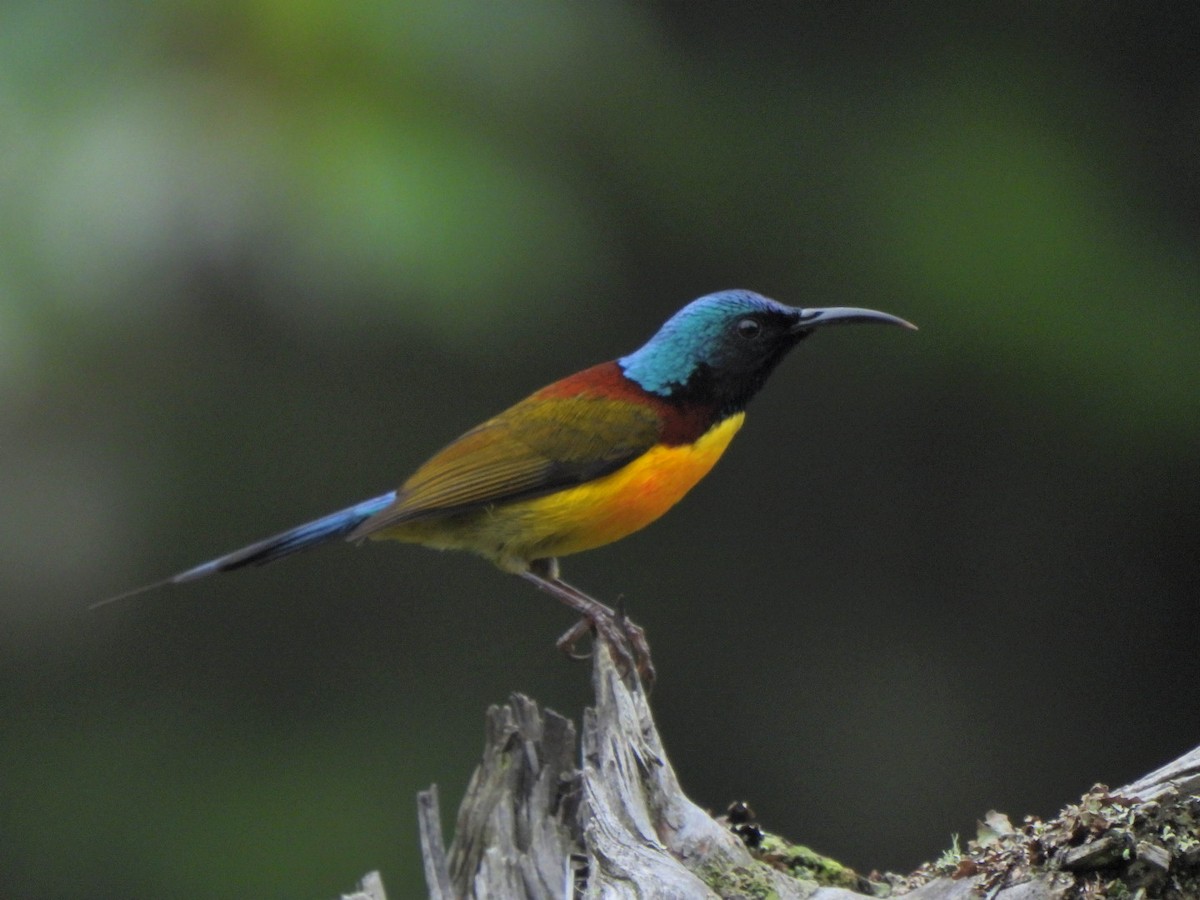 Green-tailed Sunbird - ML620636639