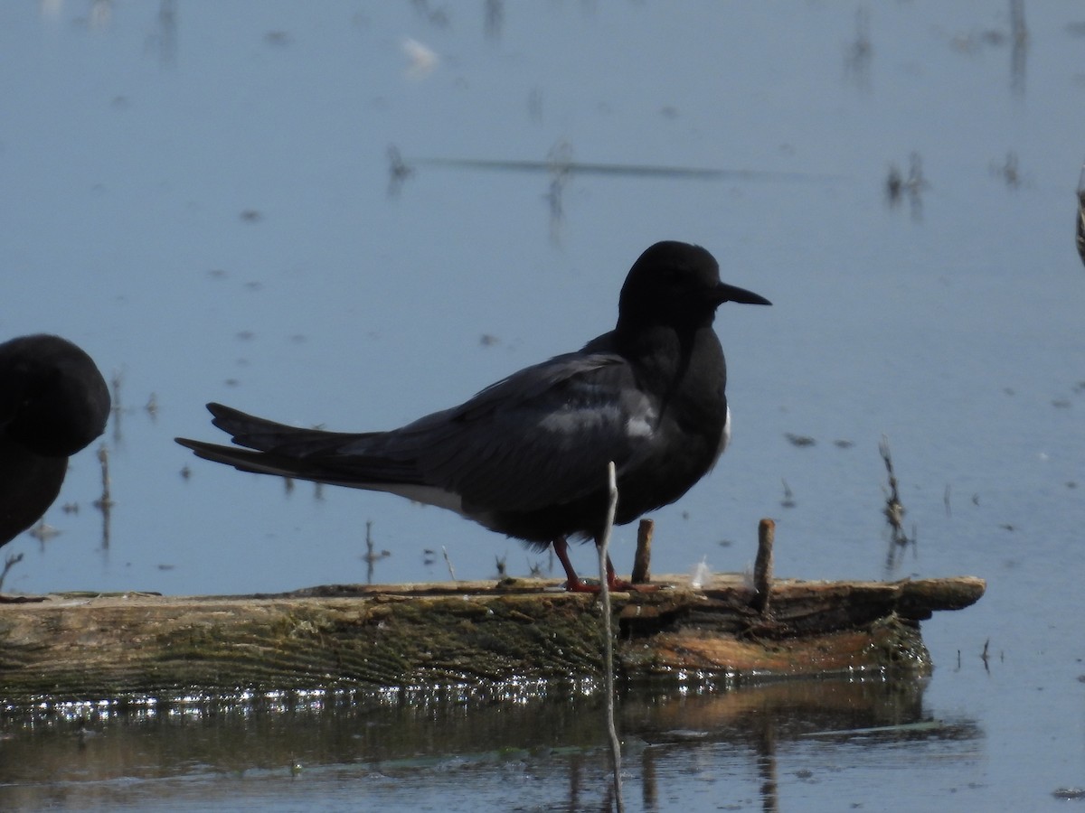 Black Tern - Marilyn Weber