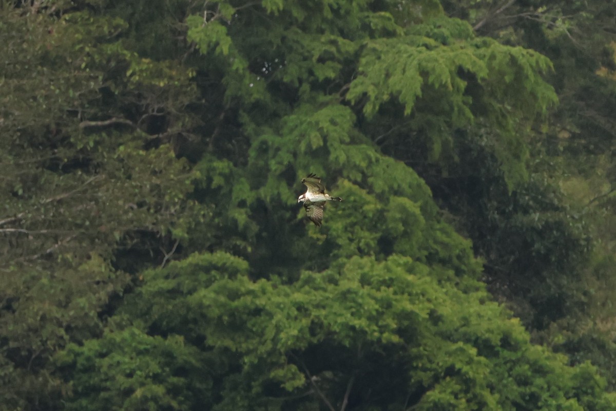 Águila Pescadora - ML620636642