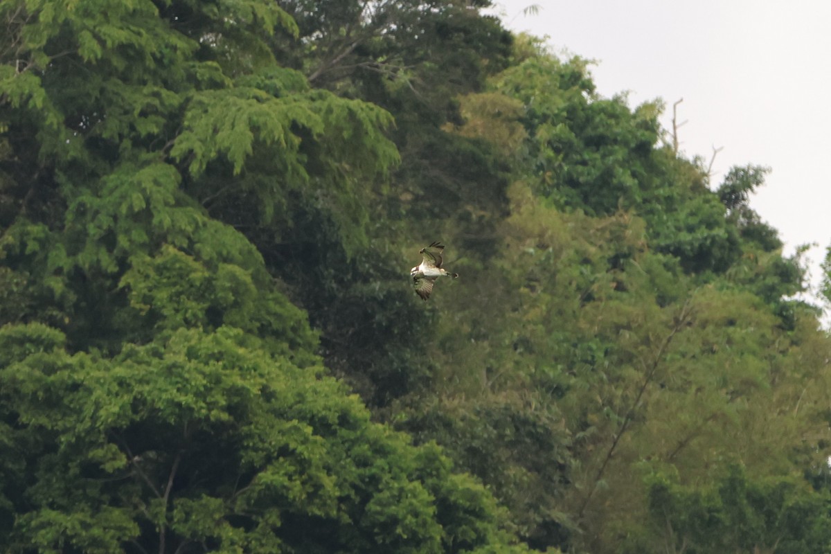 Águila Pescadora - ML620636645