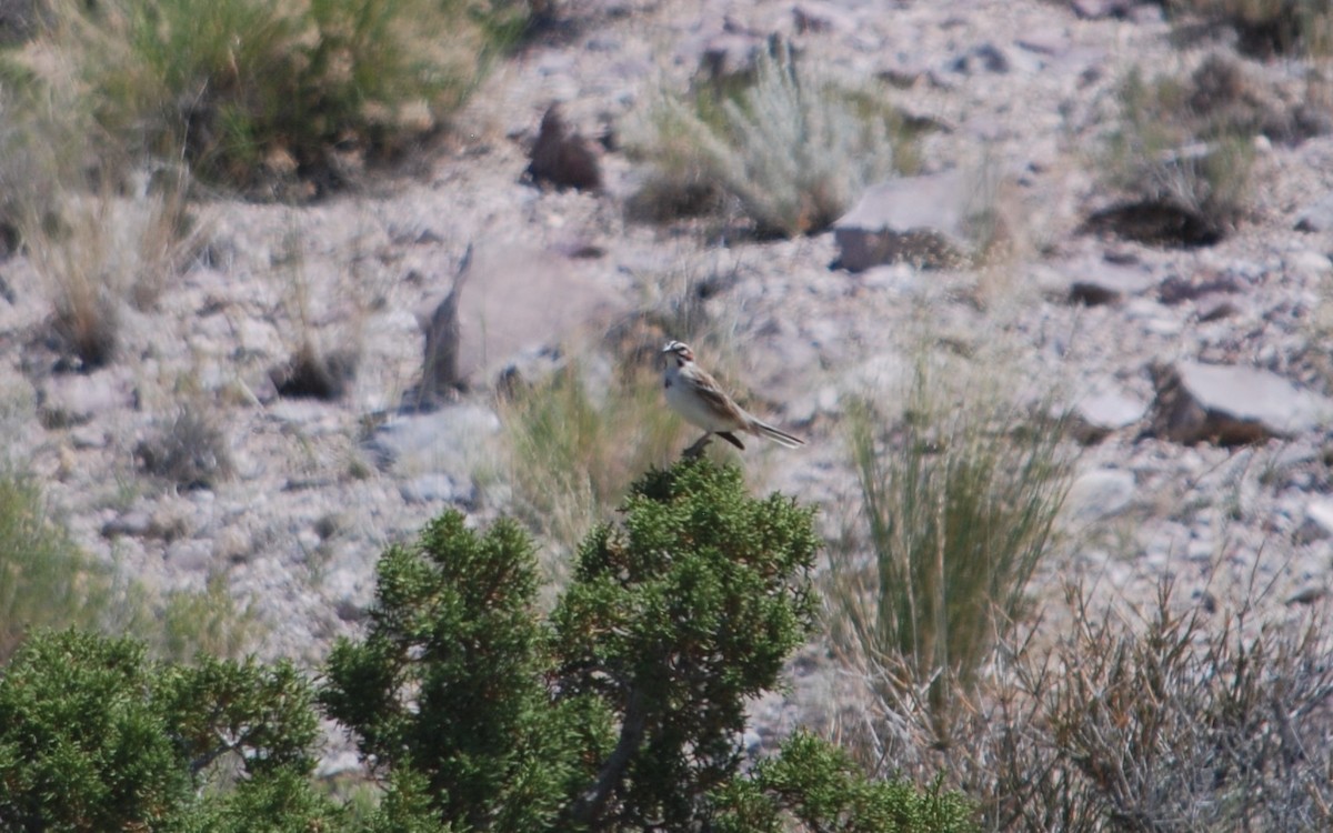 Lark Sparrow - ML620636648