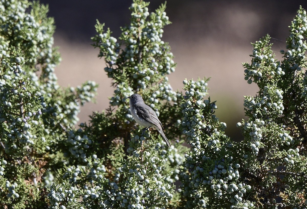 Vireo Gris - ML620636649