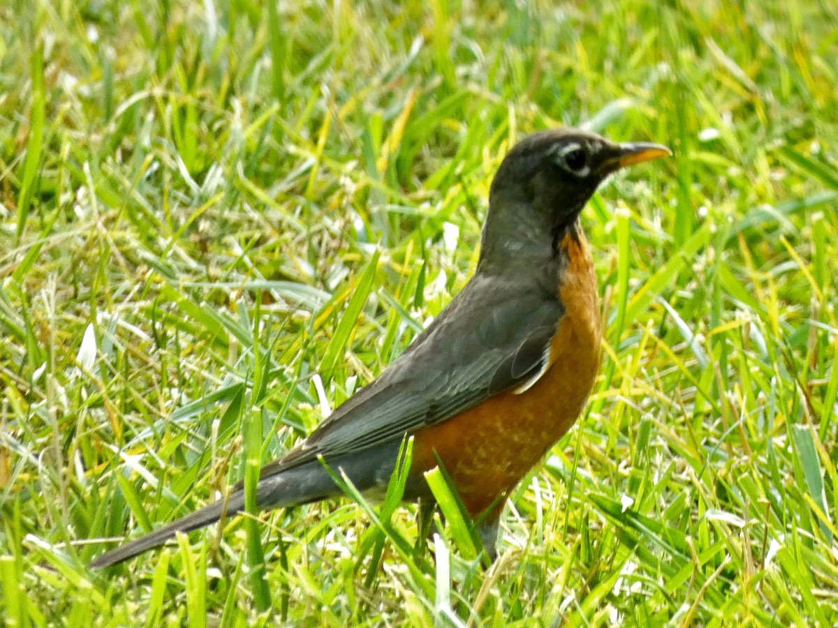 American Robin - ML620636650