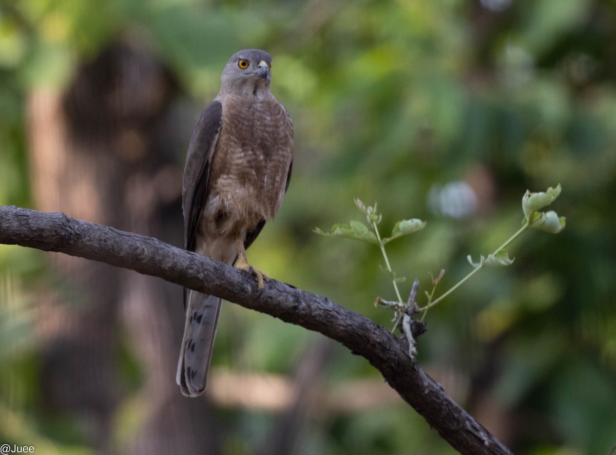 Shikra - juee khopkar