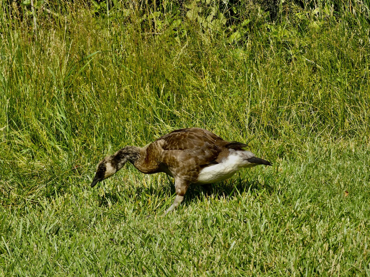 Canada Goose - ML620636660