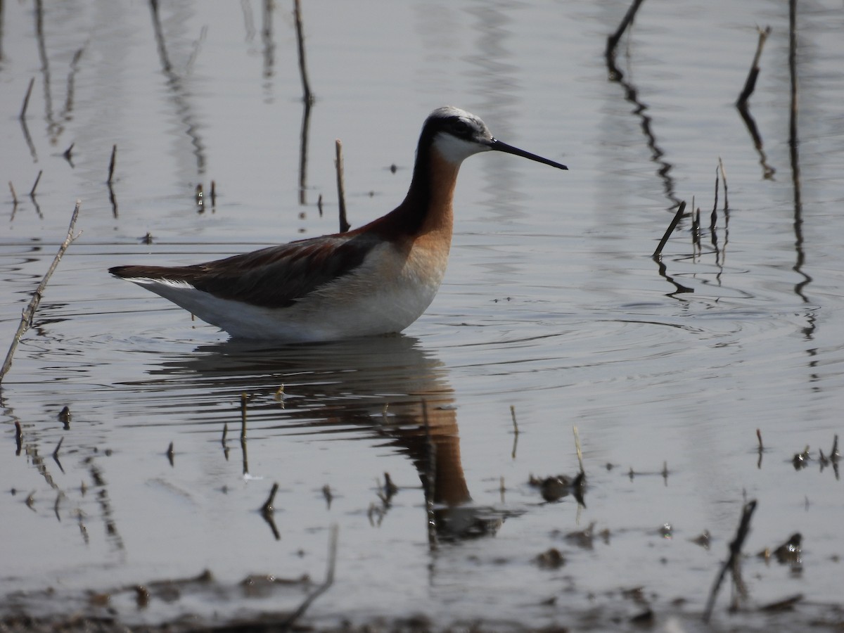 Falaropo Tricolor - ML620636662