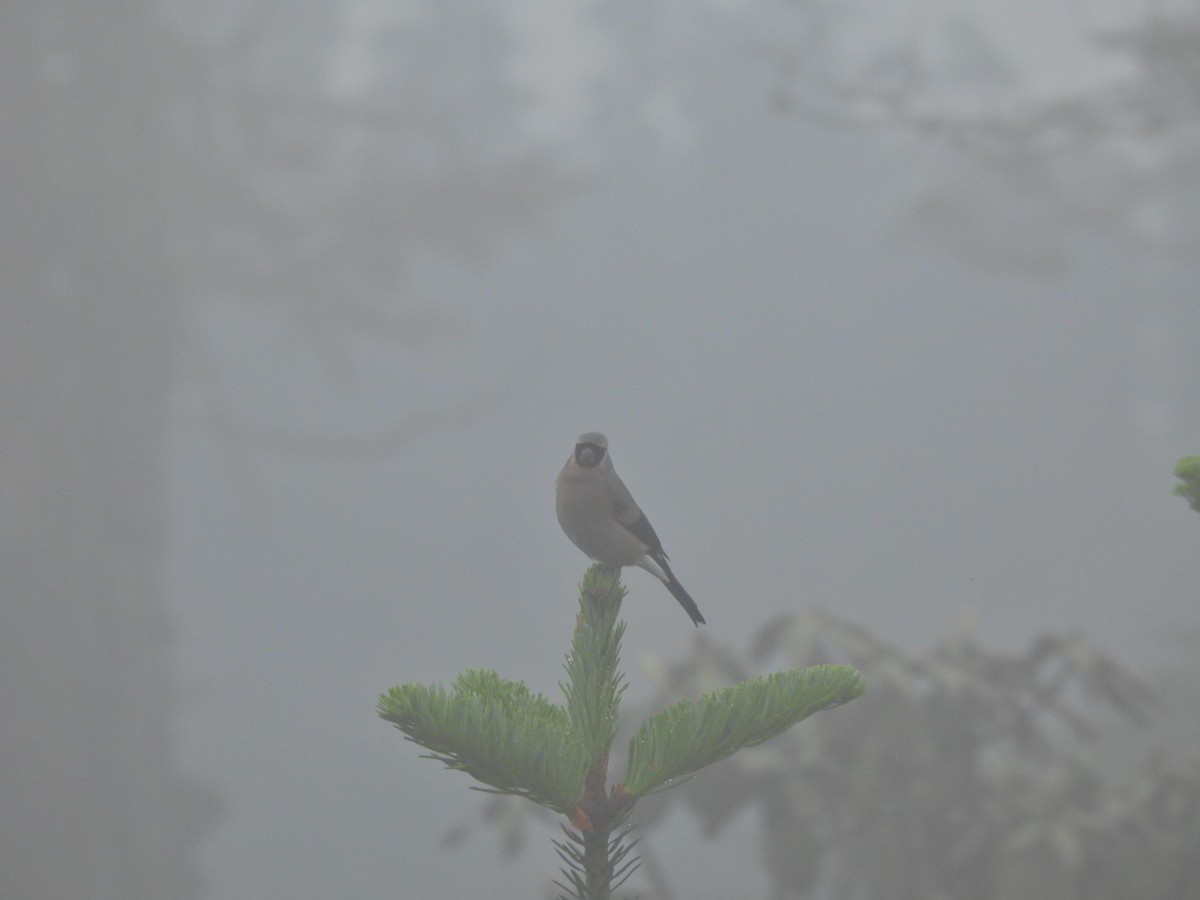 Red-headed Bullfinch - ML620636663