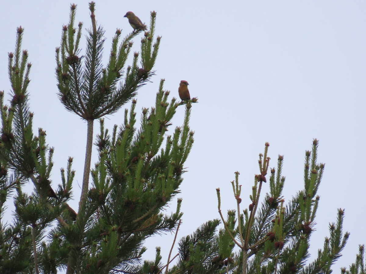 Red Crossbill - Sampo Oksa