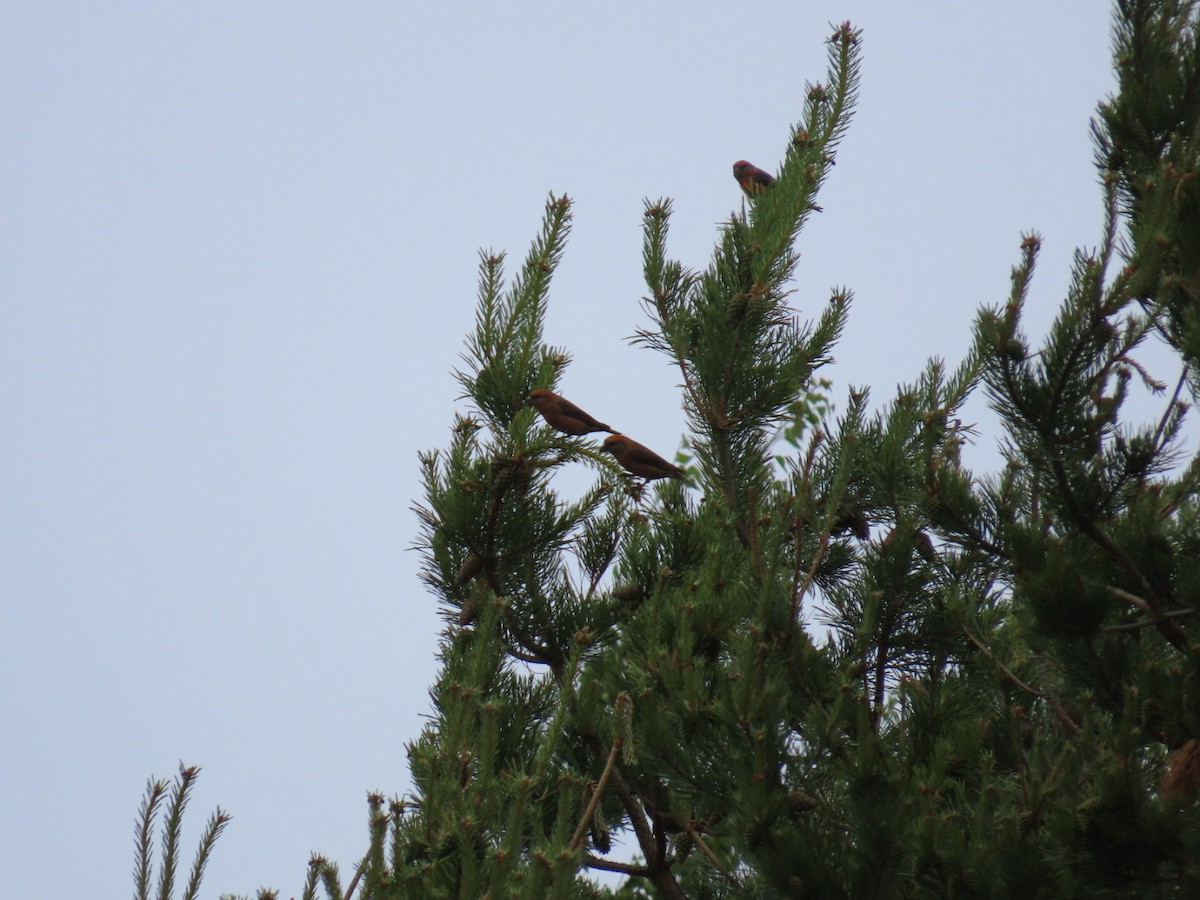 Red Crossbill - ML620636672