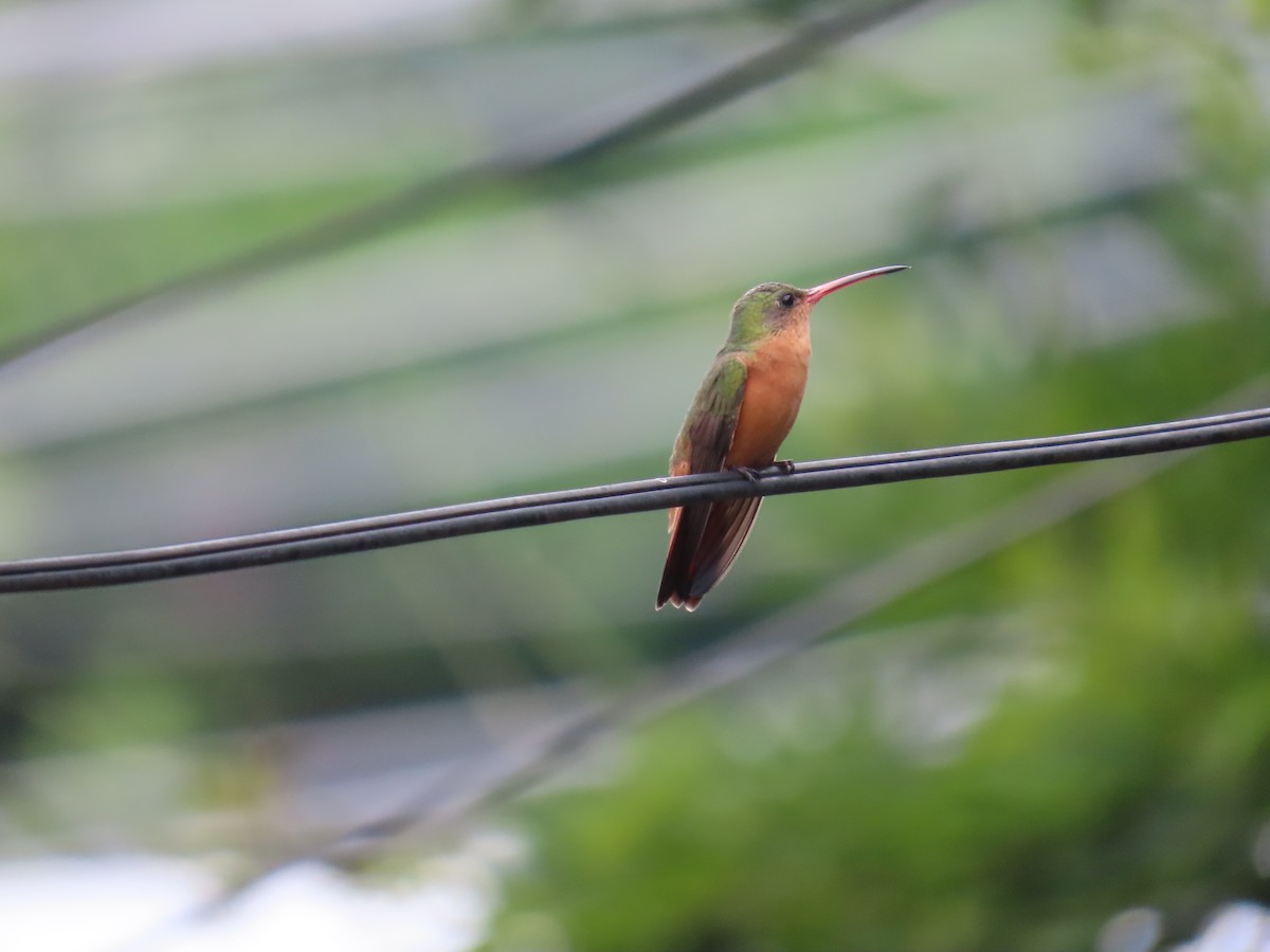 Cinnamon Hummingbird - Josue Cruz