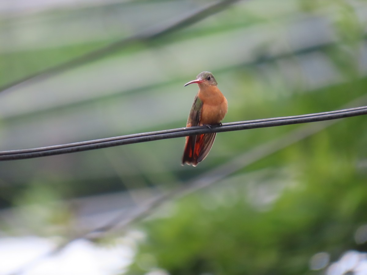 Cinnamon Hummingbird - ML620636676