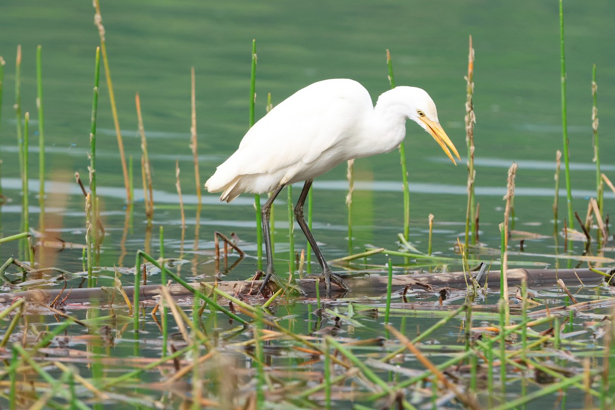 Eastern Cattle Egret - ML620636678