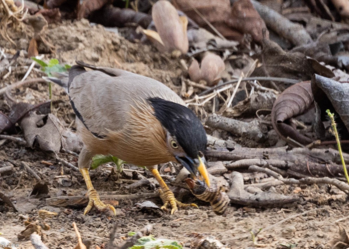 Brahminy Starling - ML620636680