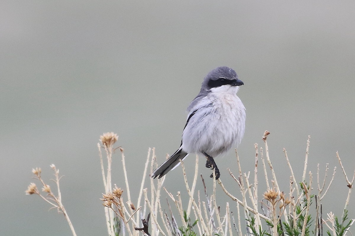 Loggerhead Shrike - ML620636684