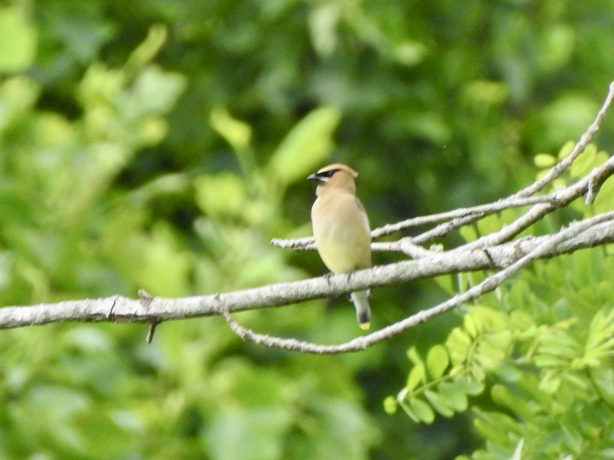 Cedar Waxwing - ML620636685